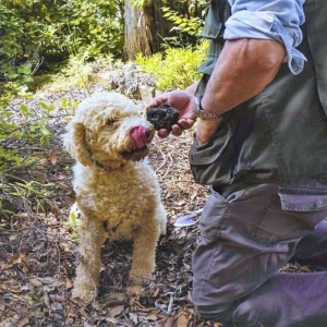 Truffle hunting near Cortona