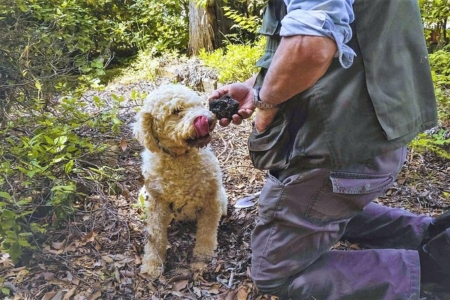 Truffle hunting near Cortona