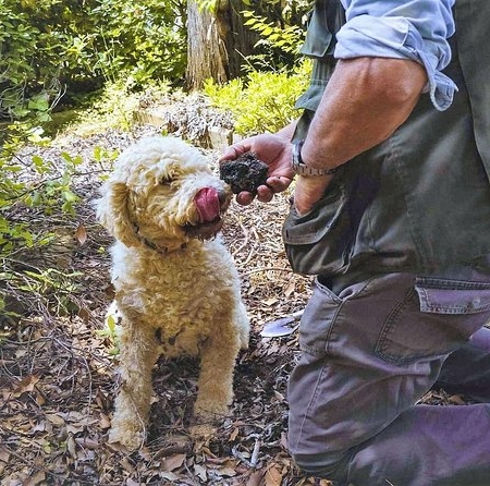 Truffle hunting near Cortona