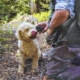 Truffle hunting near Cortona