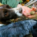 Truffle hunting Cortona